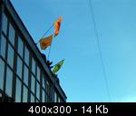TERN-Picture-035